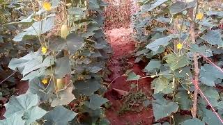 pipincha wagawa පිපිඤ්ඤා වගාව agriculture sri lanka cucumber Cultivation in sinhala [upl. by Gerrilee982]