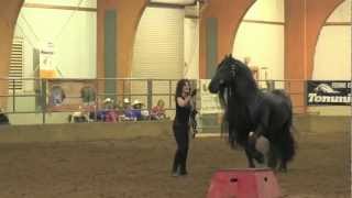 FRIESIAN STALLION UNBELIEVABLE Frederik the Great [upl. by Mikol550]