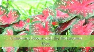 How to Plant Caladium Bulbs [upl. by Roz]