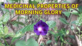 KNOW THE MEDICINAL PROPERTIES OF MORNING GLORY [upl. by Eugenle]