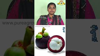 மங்குஸ்தான் பழத்தின் பயன் mangosteen fruit health heart nature sweet tasty organic food [upl. by Lyrpa]