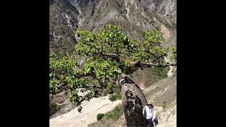 LAS CEIBAS BARRIGONAS  CAÑON DEL CHICAMOCHA [upl. by Duile]