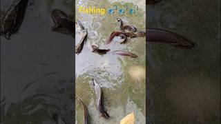 Fishingfishing video। [upl. by Jacquenetta399]