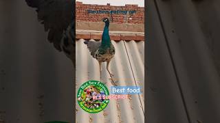 peahen eating rotiviralmorni roti kaise khati haishortvideo trendingyoutubeshorts search call [upl. by Eliathan]