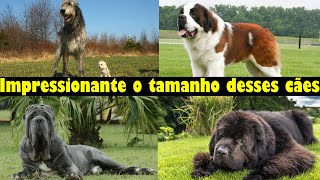 Os MAIORES Cachorros do MUNDO [upl. by Nilesoy]