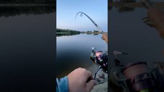 Судак 3 КІЛО десна fishing [upl. by Eciram]