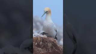 Nesting northern Gannets wildlife [upl. by Ycnalc]