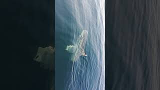 Sunfish out in Conception Bay harbour [upl. by Queston]