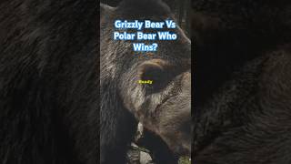 Grizzly Bear Vs Polar Bear Animal Fight Who Wins grizzlybear polarbear bears bearfight animals [upl. by Elolcin]