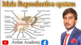 CLASS 12 I Anatomy of MALE Reproductive System part2 I MALE External Genitalia I RBCBiology [upl. by Mylander]