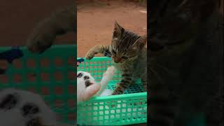 Kitty Funny Plays  Cute Kitty [upl. by Neelehtak]