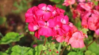 How to Grow Geraniums from Seed [upl. by Libb458]