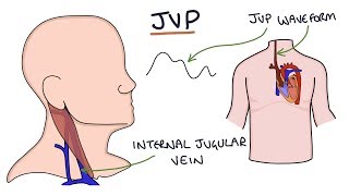 Understanding Jugular Venous Pressure JVP [upl. by Nylecsoj]