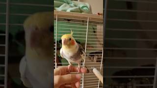 Pobudka papugi nimfy cockatiel cockatielparrot pets [upl. by Eleinad123]