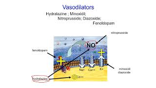 Pharmacology Online  Vasodilator [upl. by Hpeosj]