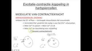 Fysiologie van het cardiovasculair systeem les 2 excitatiecontractie koppeling in hartspiercellen [upl. by Annavoig]