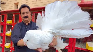 The World Biggest White Pigeon Fancy Kabootar Pigeon Colony in Your Home Hsn Entertainment [upl. by Oneill761]