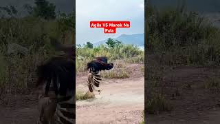 Agila VS Manok Na Pula shortvideo viralvideo shortyoutube fighting [upl. by Ahsoyem458]