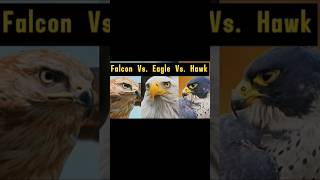 Falcon Vs Eagle Vs Hawk Whats the Difference [upl. by Tuneberg]