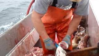 Gutting Cod off Chatham [upl. by Emmie]