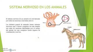 SISTEMA NERVIOSO EN LOS ANIMALES [upl. by Eerok]