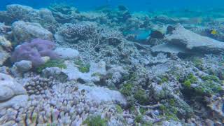 Maldives House Reef Snorkeling  Vilamendhoo Water Bungalow [upl. by Cavit119]