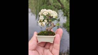 mame bonsai with blooming flowers 분재 [upl. by Julietta]