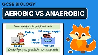 Aerobic vs Anaerobic Respiration  GCSE Biology [upl. by Accber]