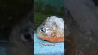 Piranhas ☠️ attack piranhassrilankamonsterfishpetlovers [upl. by Tony]