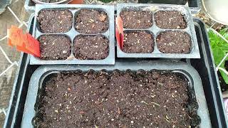 How To Plant Feathertop Ornamental Grass Seeds And Seedlings Update [upl. by Amii]