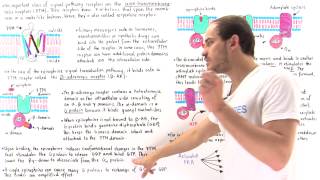 Epinephrine Signal Transduction Pathway [upl. by Irehj]