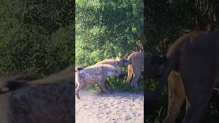 क्या Hyena Tiger को हरा सकते हैं Hyena vs Tiger  By Wild Battles [upl. by Nolad]