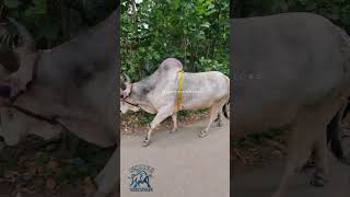 Sada ver bulls from Sylhet [upl. by Kurys]