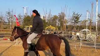 A novice girl learns to groom a big horse and put on a saddle [upl. by Kovacs]