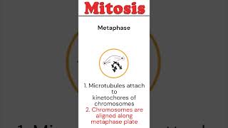 Mitosis animation biology [upl. by Willow233]