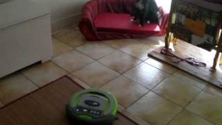 Les chiens et laspirateur robot [upl. by Zosima570]