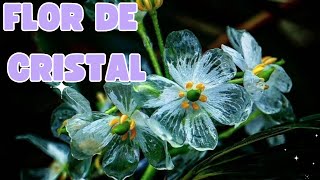 Flor esqueleto 💀Diphylleia grayi o flor de cristal [upl. by Grand]