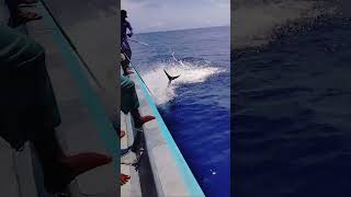 catching 45 kg big yellofin tuna fishi in the Deep sea fishing fish fishingvideo vlog [upl. by Esiuolyram]