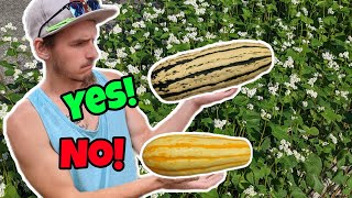 When Do I Harvest Delicata Squash [upl. by Ris]