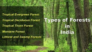 Types of Forests in India  Evergreen Deciduous Thorny Montane Littoral Swamp [upl. by Auria21]