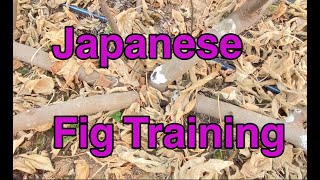 Japanese Fig Training for Cold Hardy Figs [upl. by Anidam]