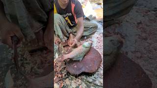 Wow Amazing Big 5Kg Weight Cuttle Fish Fastest Cut Skill😱  shorts fishcuttingskills [upl. by Kristin]