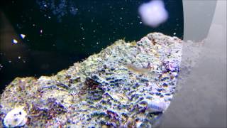 My new Barnacle Blenny Talk about a cool fish [upl. by Amadus207]