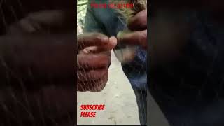 fish fishing fishingvideo fishinglife মাছ মাছশিকার মাছধরা মাছেরভিডিও [upl. by Rento872]