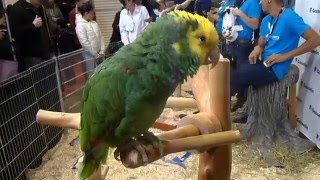 Double Yellow Headed Amazon Parrot sings Old McDonald [upl. by Vanzant527]