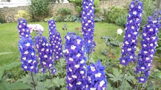 Delphinium Nimrod Larkspur [upl. by Emlin452]