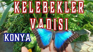 KAFAM KADAR KELEBEK HEM DE KONYADA   KELEBEKLER VADİSİ [upl. by Nona943]