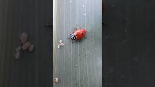 Hippodamia convergens eating Melanaphis sacchari [upl. by Cecilius]