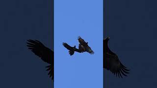 Wedgetailed eagle Australias largest birdsofprey 🌞🦅😱 birds wildlife shortvideo australia [upl. by Perni250]