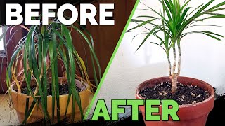 Houseplant Care Bring Your Houseplant Back to Life [upl. by Kcyred]